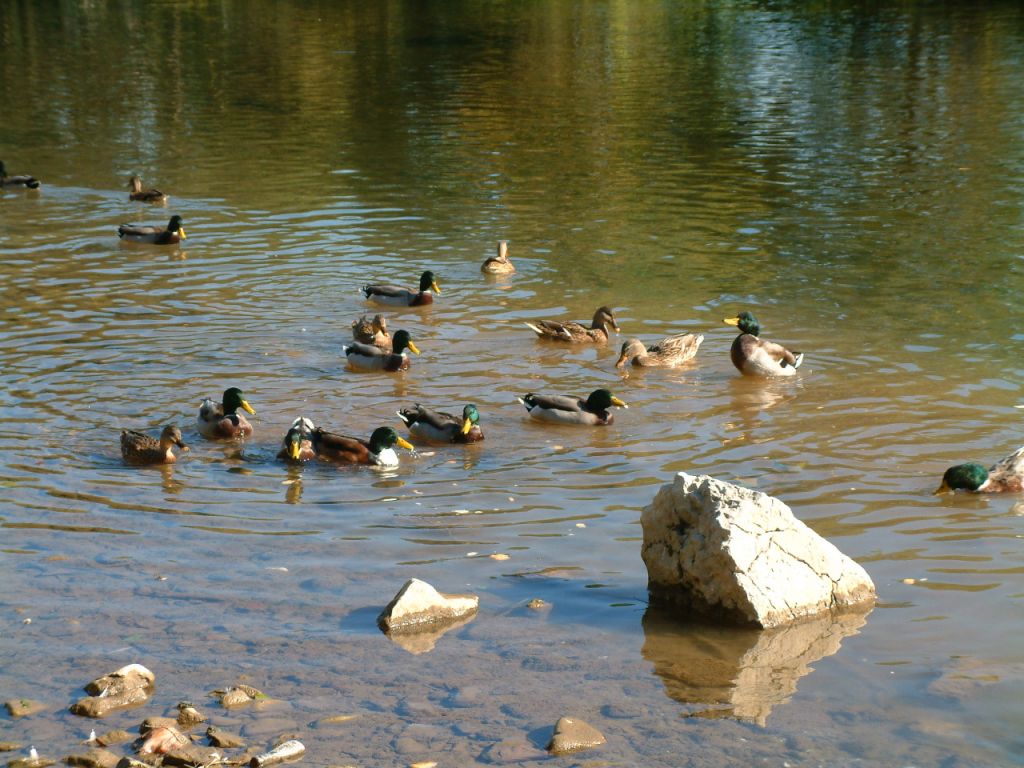 Canards