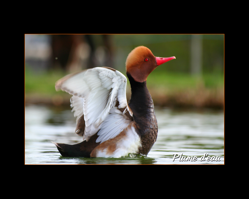 nette rousse nettarufina