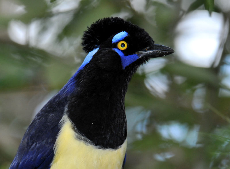 Afficher l'image d'origine