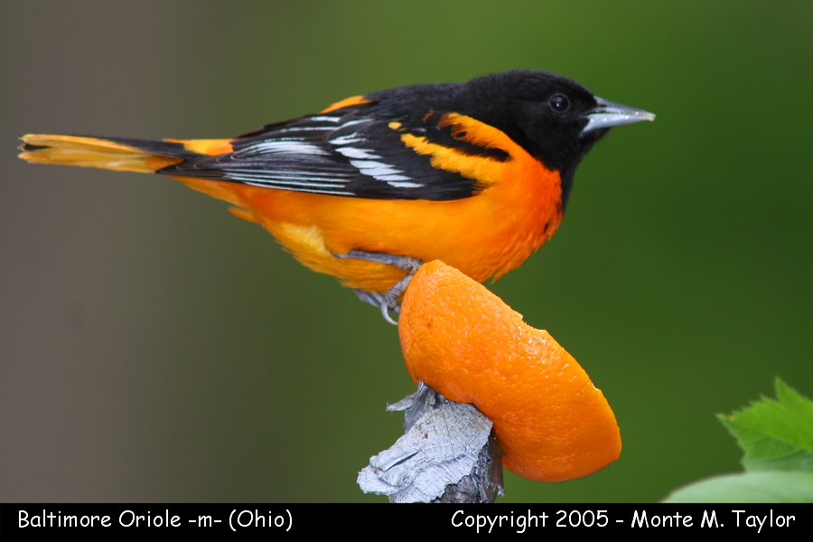 Afficher l'image d'origine