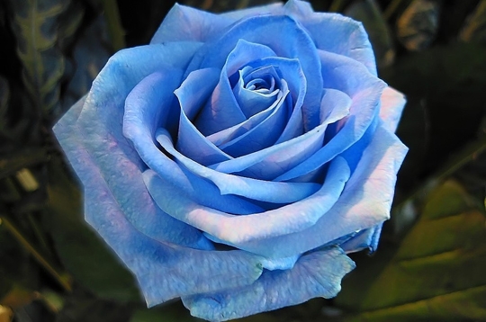 http://i65.servimg.com/u/f65/14/15/82/01/rose-b10.jpg