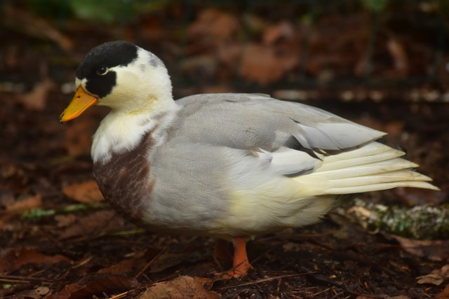 mes canards mignons